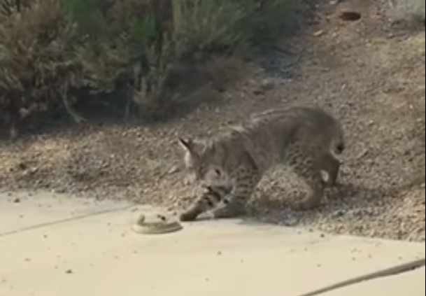 Dual in the Desert Goes Viral!