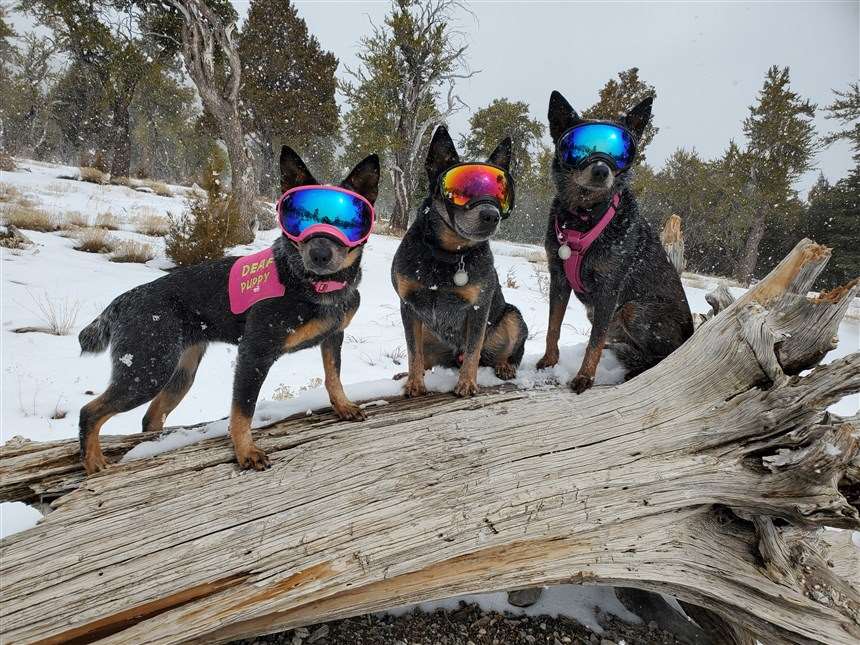 Good News: A Dog's Best Friends